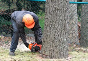 Tree Removal